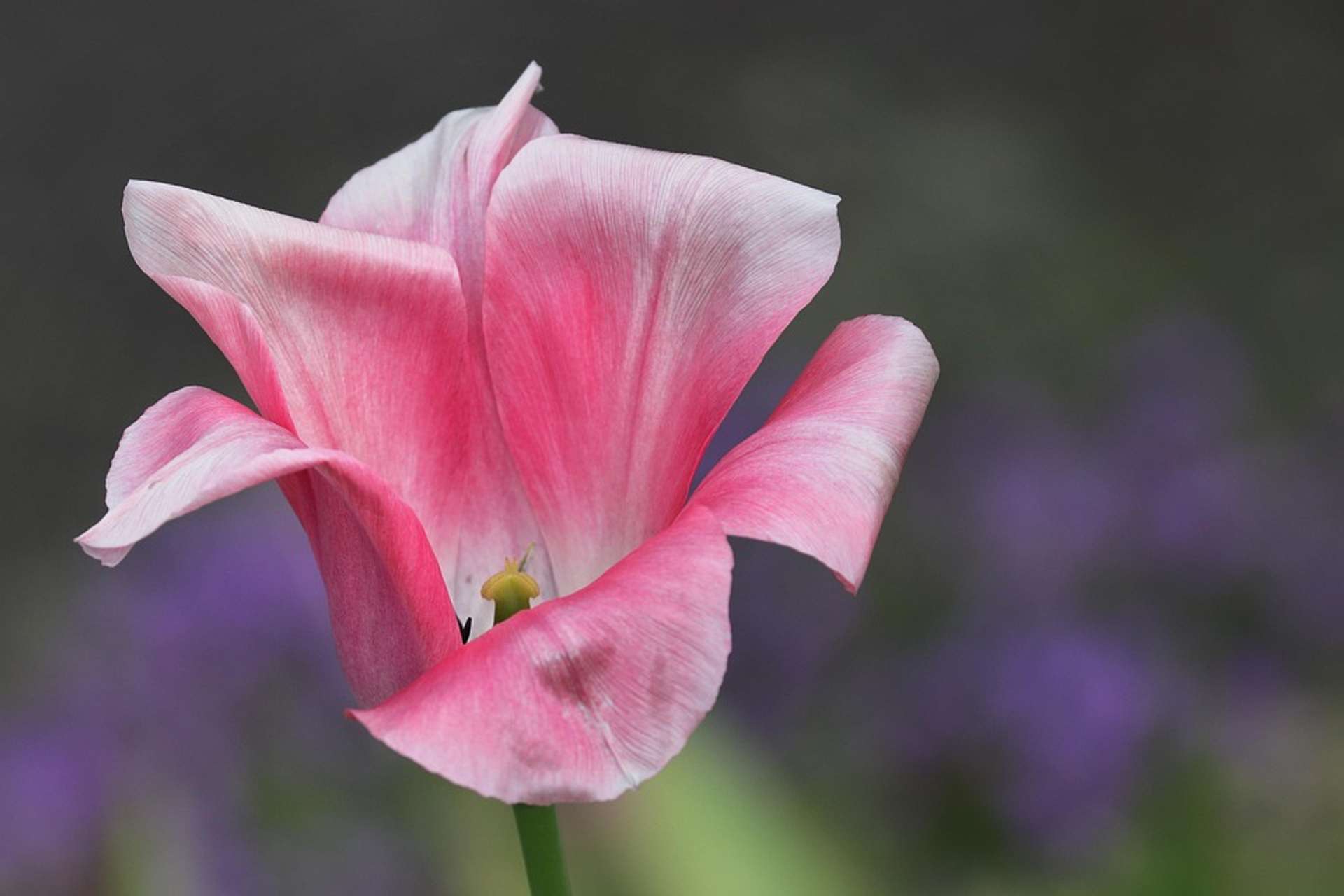 bright pink half opened tulip in front of a blured gray and purple background