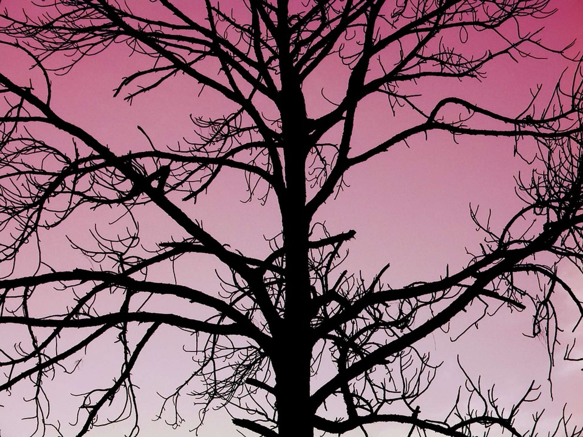 eerie and mysterious and black shilouette of a tree in front of a pink sky background.