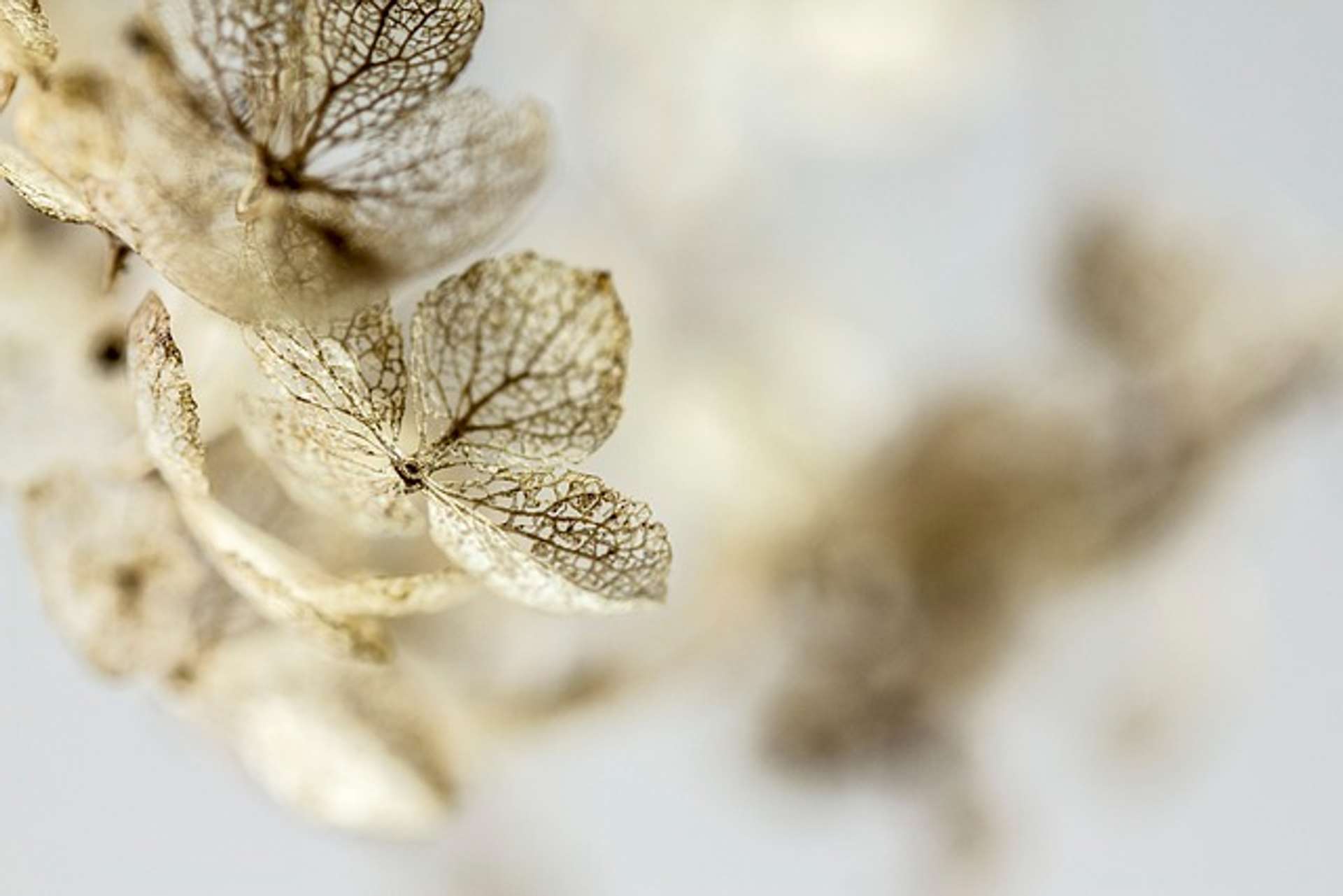 a gold hydrangea in front of a white background